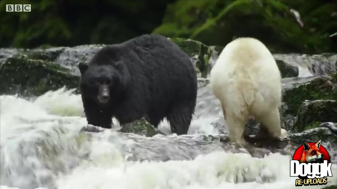 FEMALE -VS- MALE NATURE [ The WILD TEACHES us MORE about OURSELVES than we THINK ]