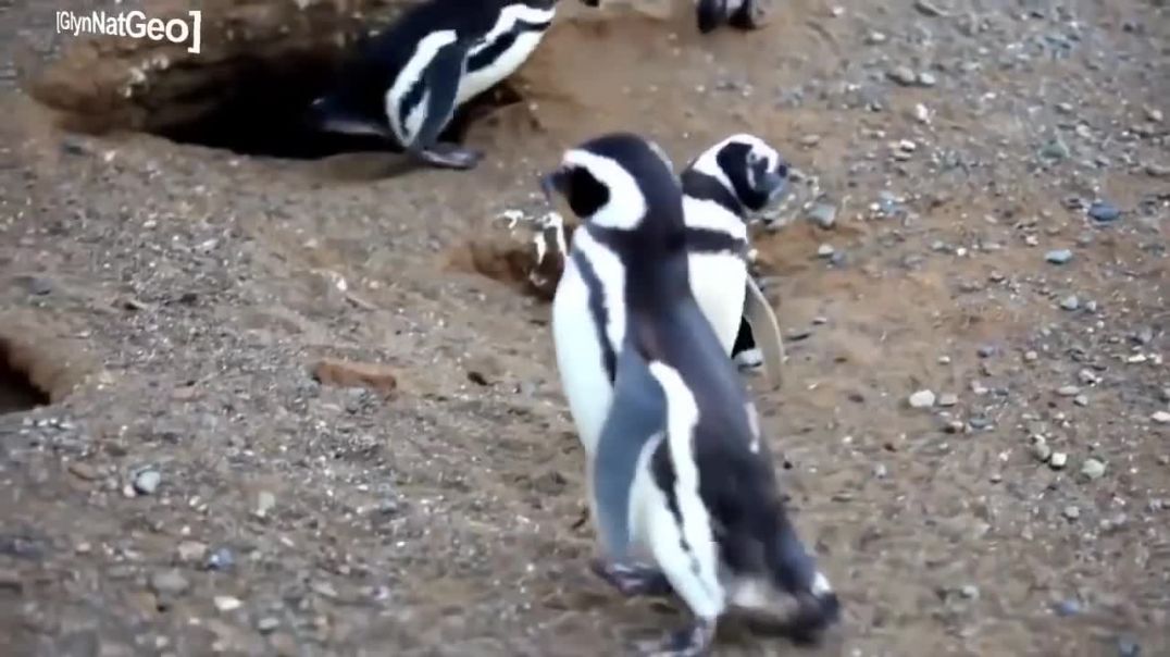 Pinguino sufre una enorme redpill por parte de la naturaleza