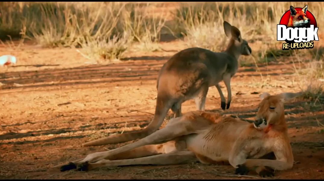 The SNEAKY MATING STRATEGY of "CHEATING" KANGAROOS.. (The WILD can be FUNNY)