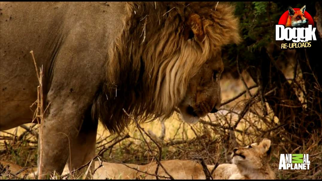 FOUR LION CUBS GET RAISED BY FIVE DIFFERENT DADS...