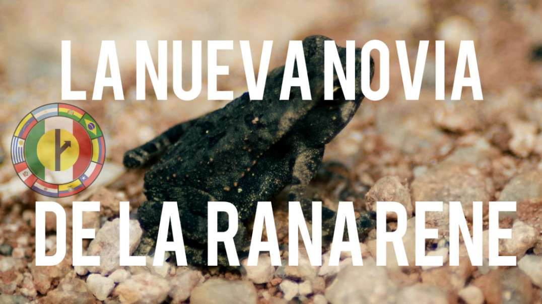 11 LA NUEVA NOVIA DE LA RANA RENE - MGTOW ESPAÑOL