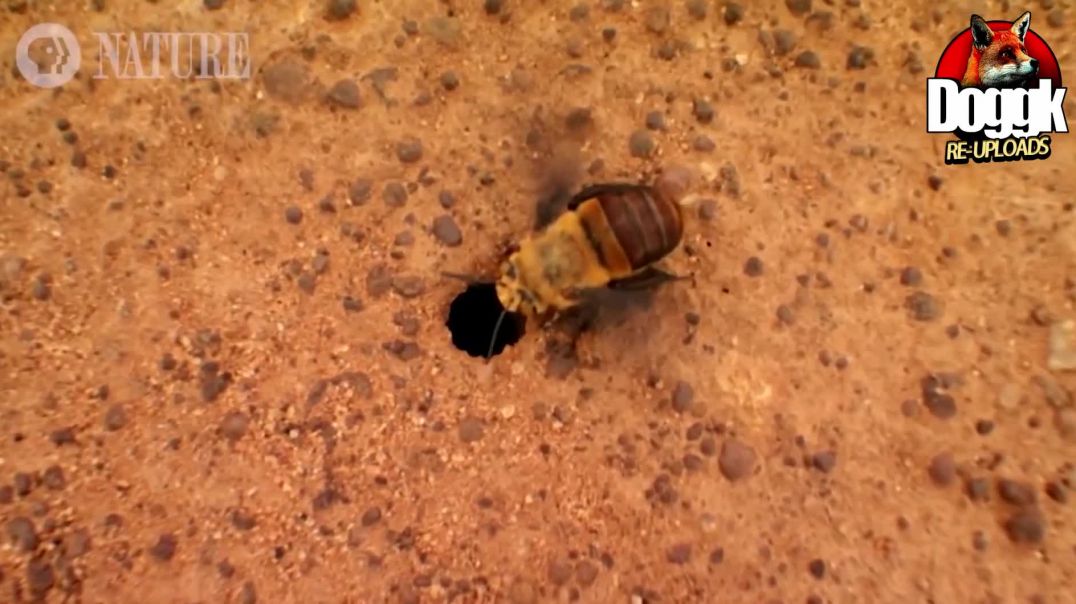 BEES BRUTAL FIGHTS to GAIN THE RIGHT to REPRODUCE WITH FEMALE, GOES WRONG !