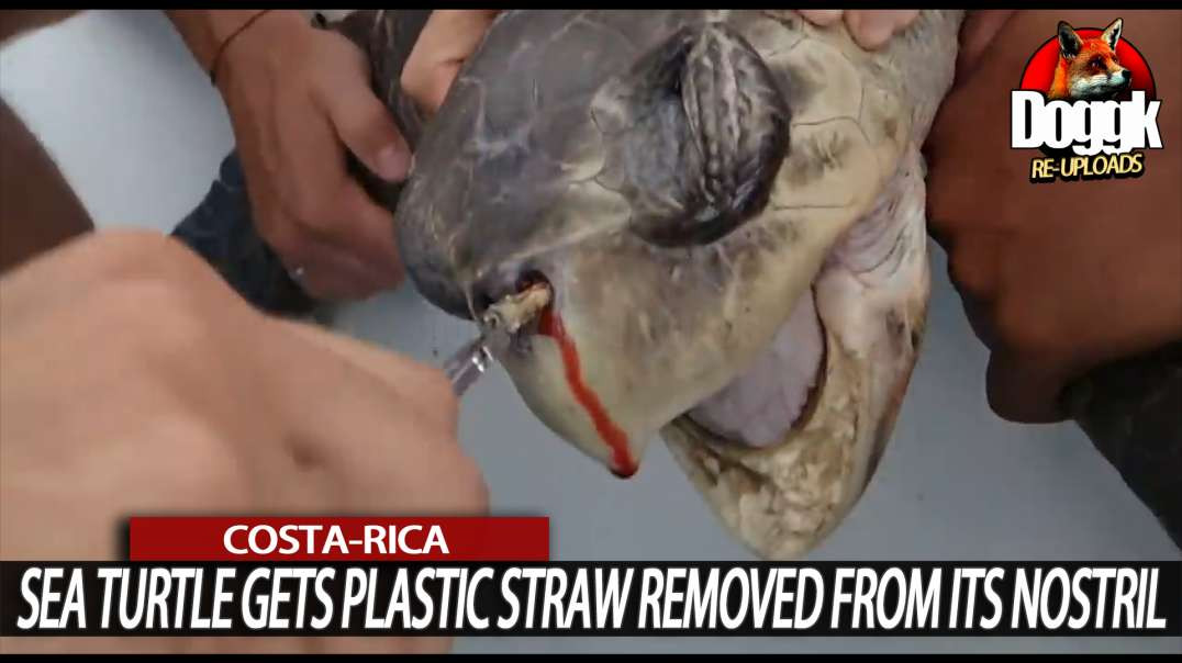 SEA TURTLE GET'S PLASTIC STRAW REMOVED FROM IT'S NOSTRIL... (COSTA-RICA)