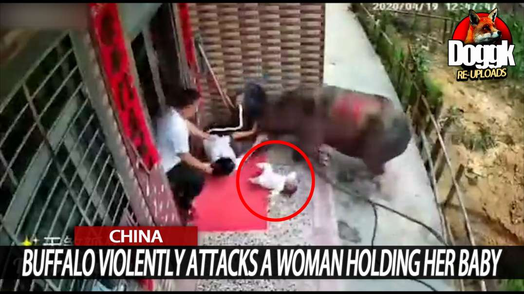 BUFFALO VIOLENTLY ATTACKS a WOMAN HOLDING HER BABY... (CHINA)