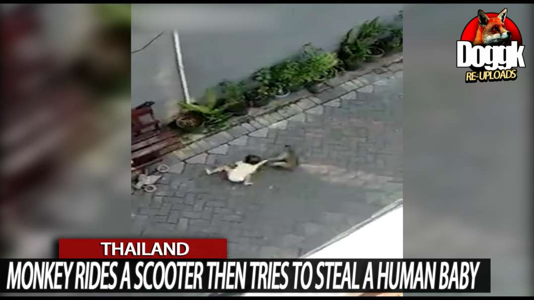 MONKEY RIDES a SCOOTER THEN TRIES TO STEAL a HUMAN BABY.. (THAILAND)