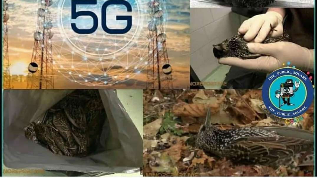 EVEN THE BIRDS KNOW IT, FUCK THE 5G