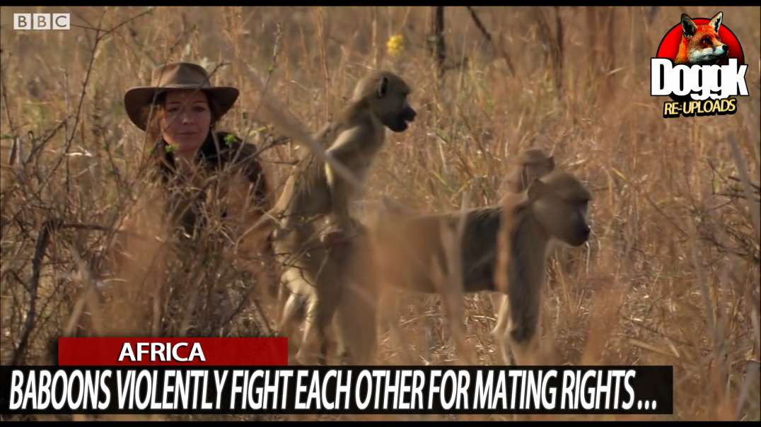 BABOONS VIOLENTLY FIGHT EACH OTHER FOR MATING RIGHTS... "HYPERGAMY" (AFRICA)