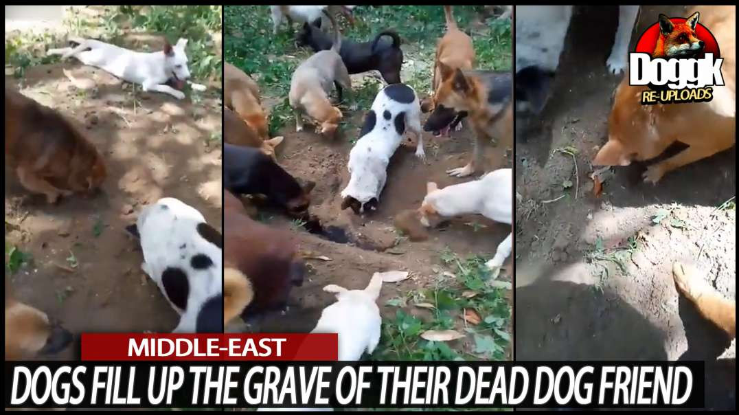 DOGS FILL UP THE GRAVE OF THEIR DEAD DOG-FRIEND... (MIDDLE-EAST)