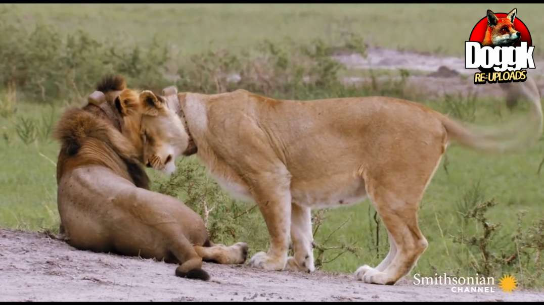 WHY MALE LIONS NEED LIONESSES TO HELP THEM SURVIVE.. (AFRICA)