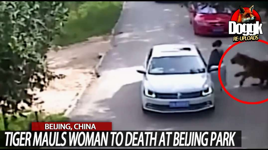 TIGER MAULS WOMAN TO DEATH AT BEIJING PARK... (BEIJING, CHINA)