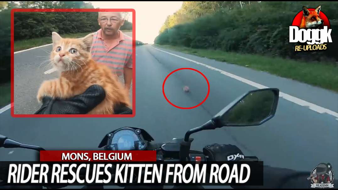 RIDER RESCUES KITTEN FROM ROAD... (MONS, BELGIUM)