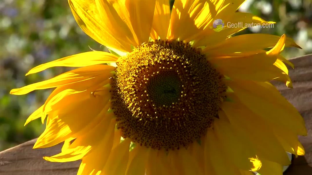 Geoff Lawton visits Davis California Permaculture Forest Food Suburb