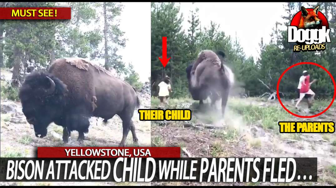 BISON ATTACKED CHILD WHILE PARENTS FLED... (YELLOWSTONE, USA)