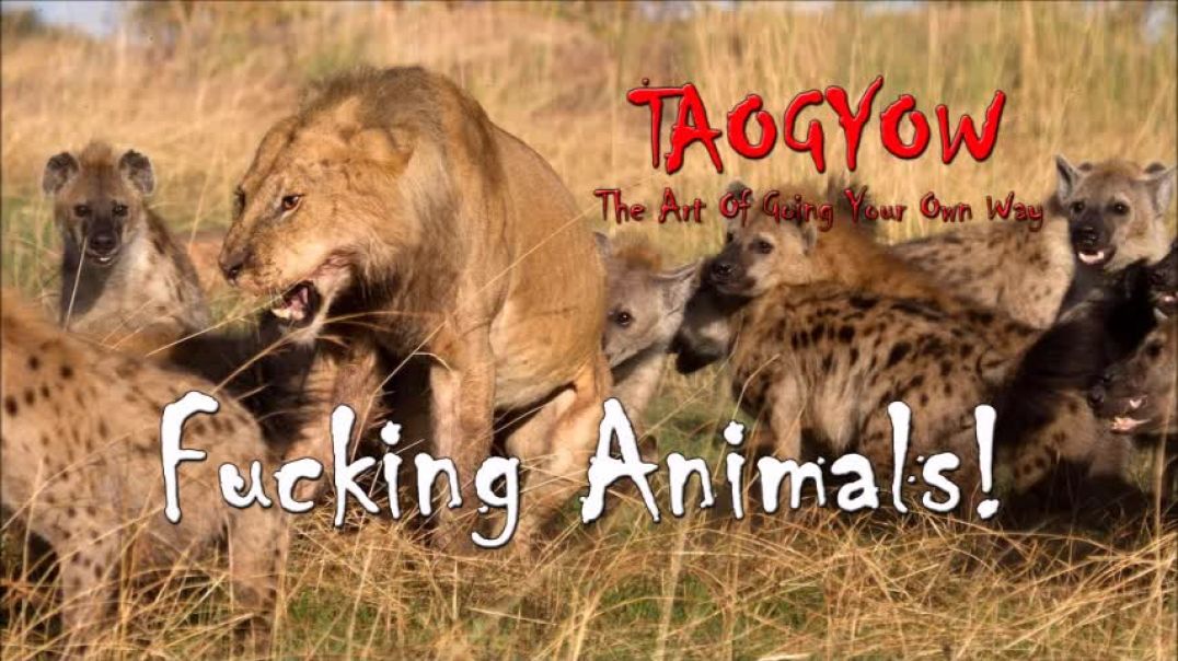 TAOGYOW - Fucking Animals!