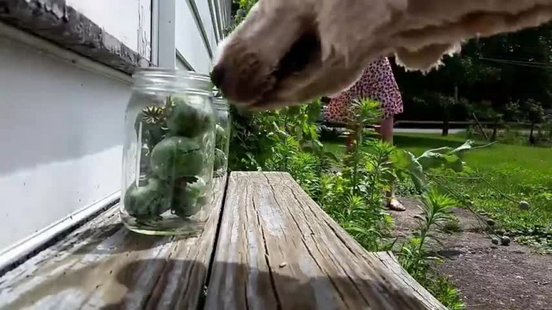 Tradcon woman grows opium in her backyard and puts her dog in danger while cultivating the plant