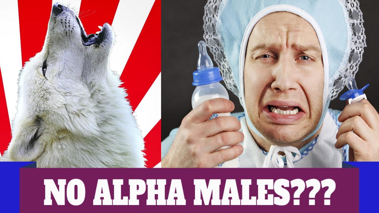 No ALPHA MALES???