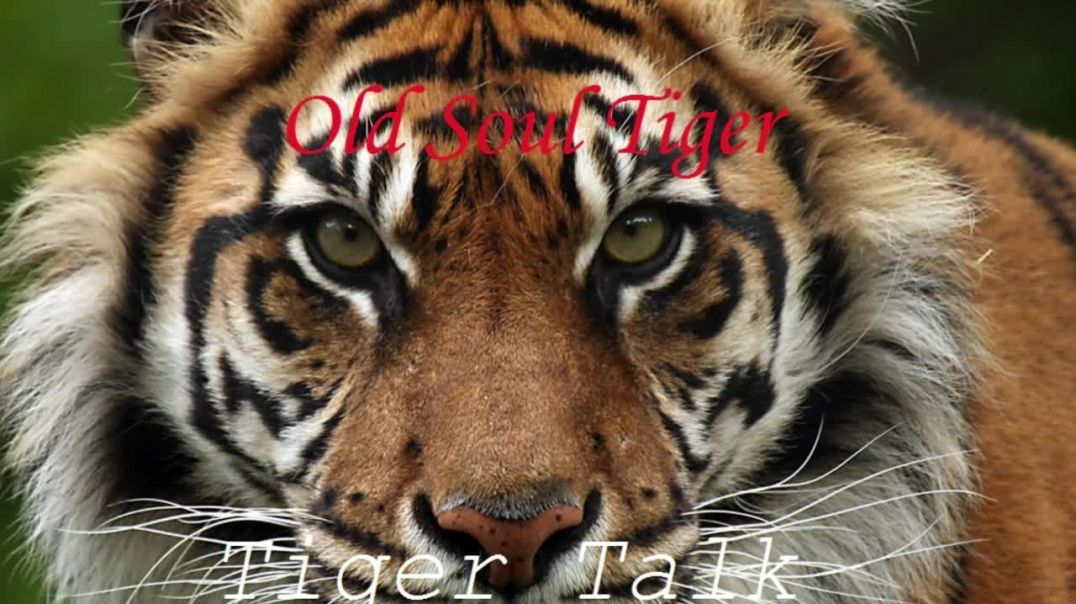 Old Soul Tiger, Tiger Talk: An Intro (MGTOW)