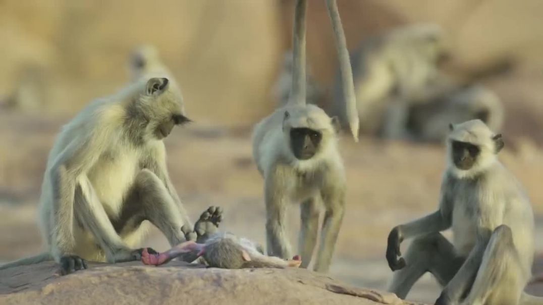 langur monkeys grieve over robot monkey