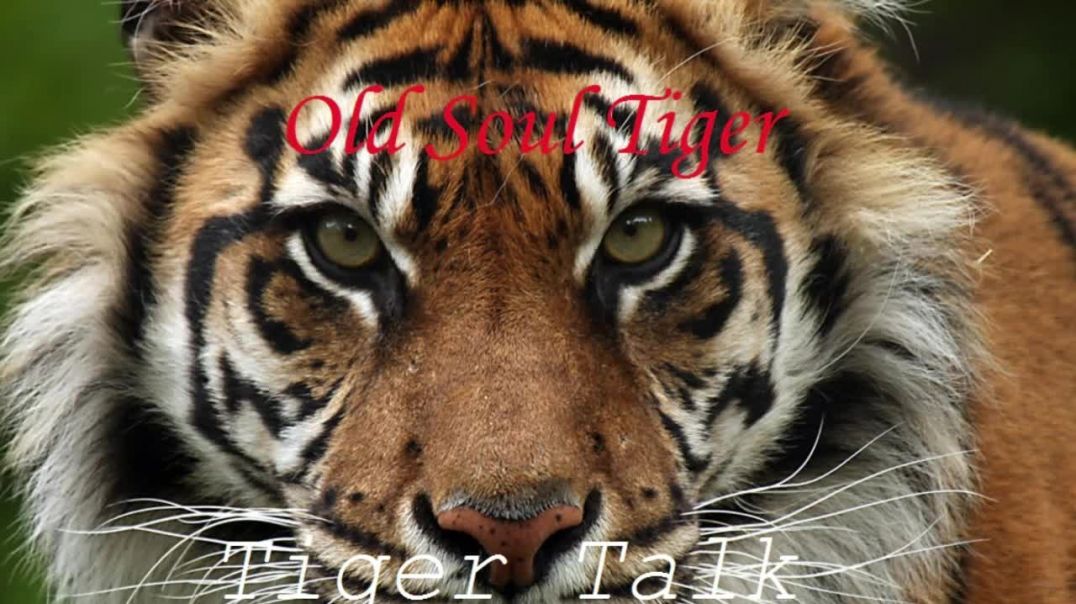 Old Soul Tiger; Tiger Talk: Future Collectivist Society - MGTOW