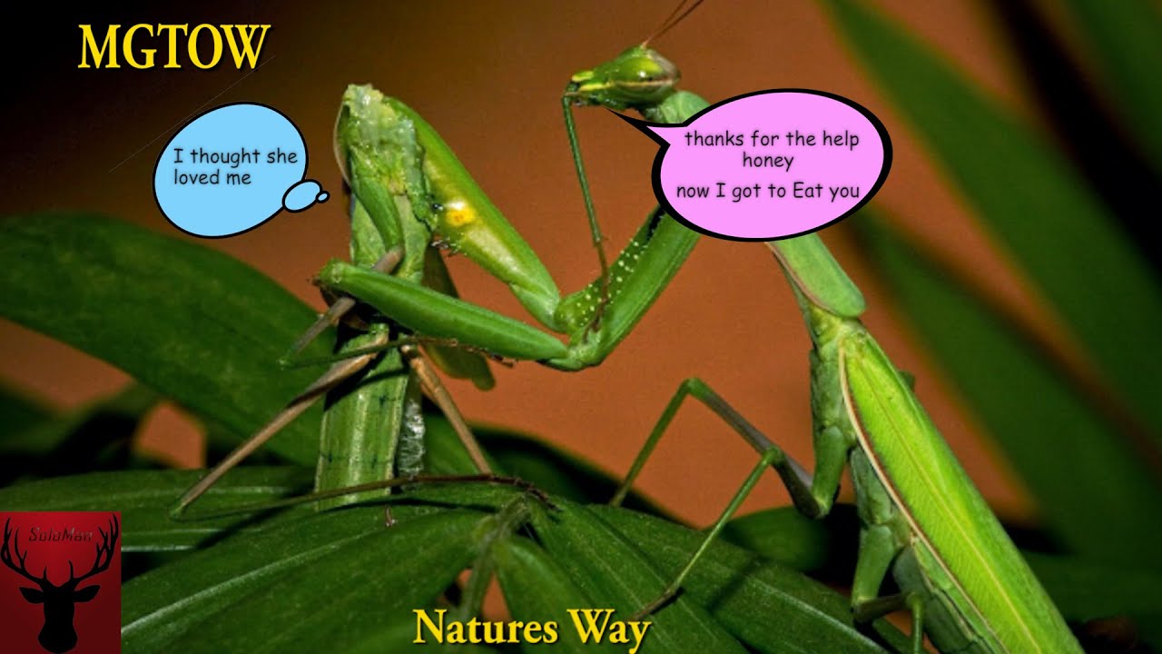 MGTOW Natures Way