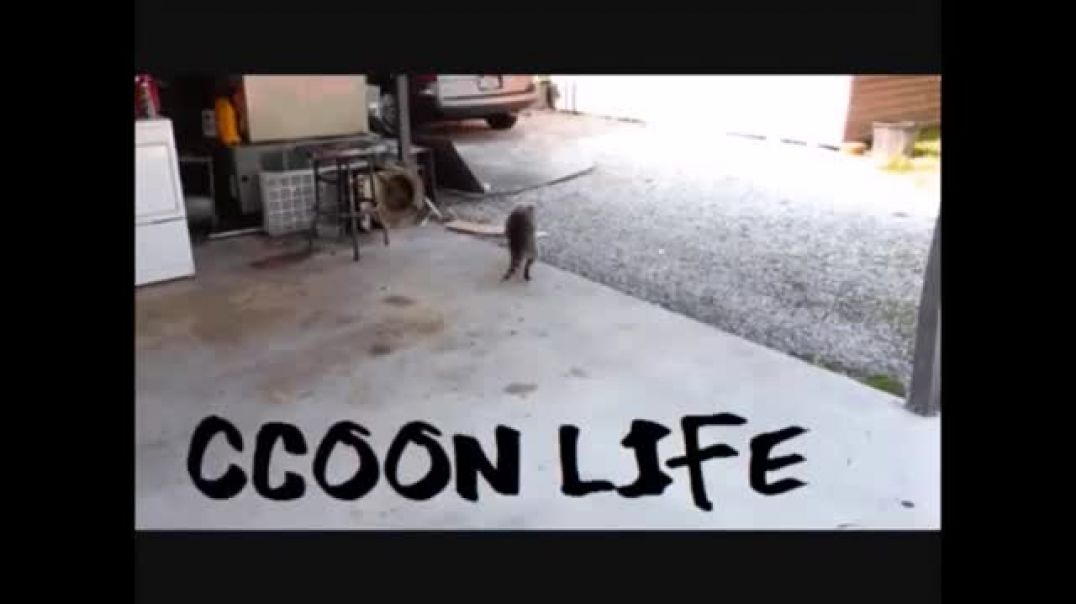 Raccooning Raccoon - O estado vai abandonar as mulheres.