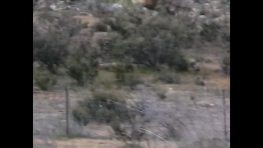 Wild dogs hunting Roo