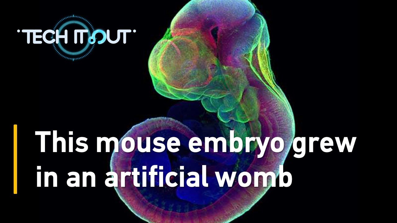 MGOTW NEWS: embryo grew in an artificial womb