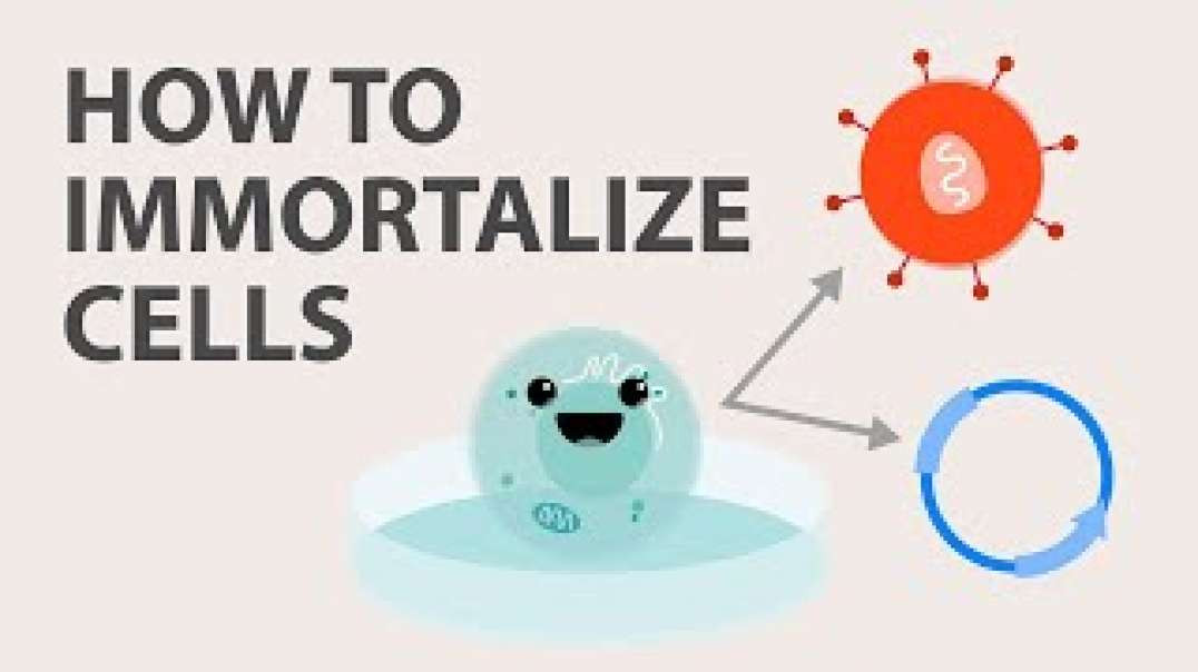 Cell Immortalization_ How to Immortalize Cells