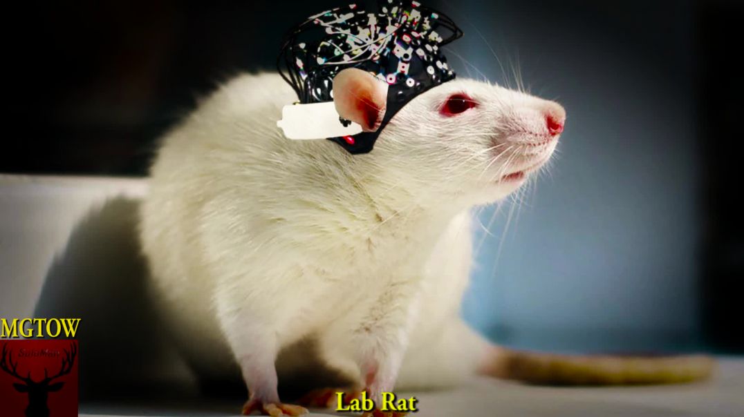 Lab Rat