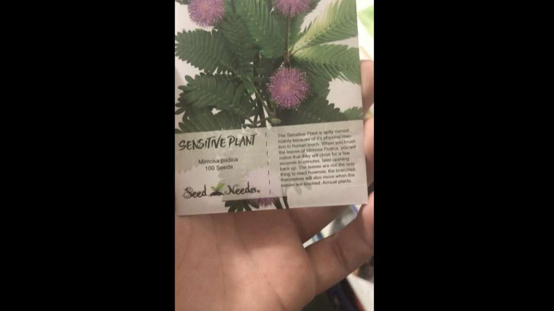 5-Meo-DMT Mimosa Pudica Seeds Finally Arrived