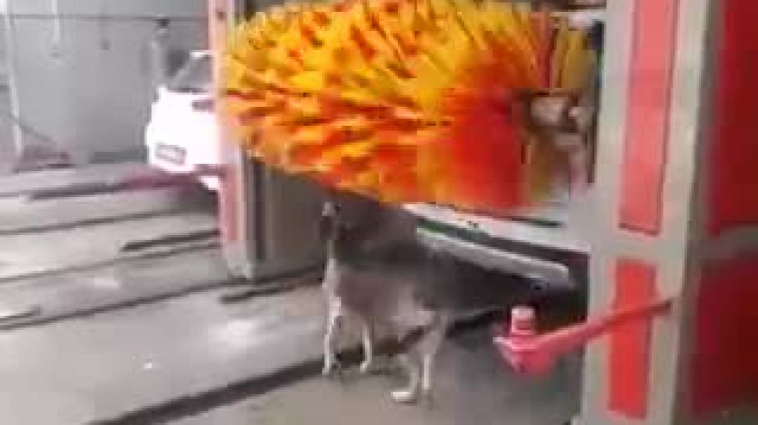 smart dog