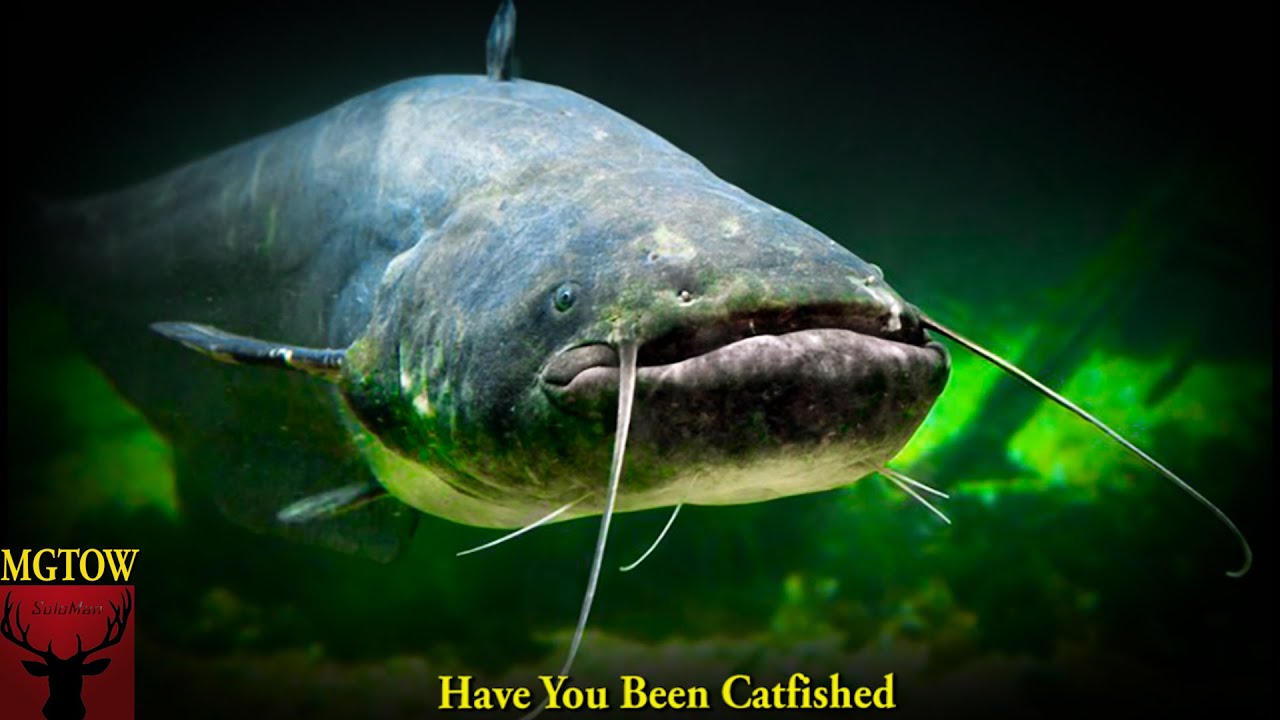 Have You Been Catfished