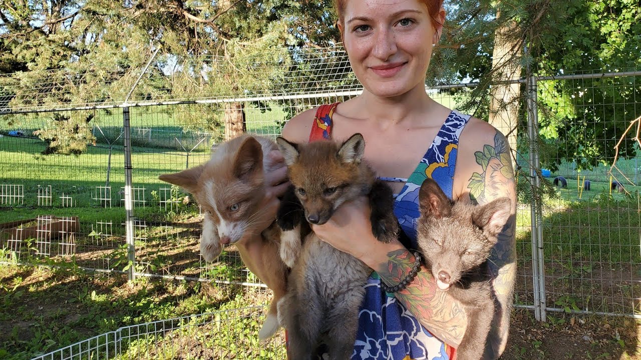 Fox pups Wildboy, Sweetpea, and Kina