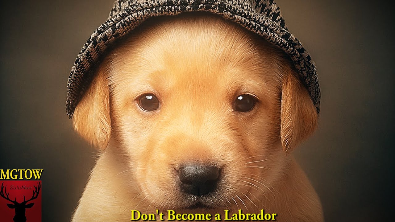 Don't Become A Labrador