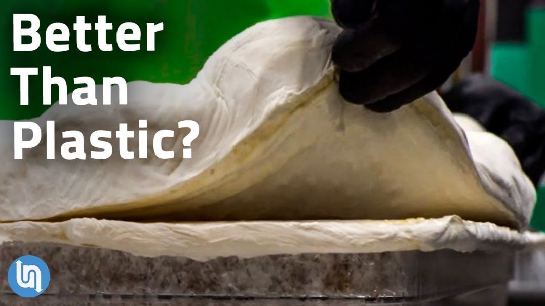 Is Mycelium Fungus the Plastic of the Future?