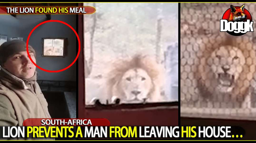 LION PREVENTS A MAN FROM LEAVING HIS HOUSE.. (SOUTH-AFRICA)