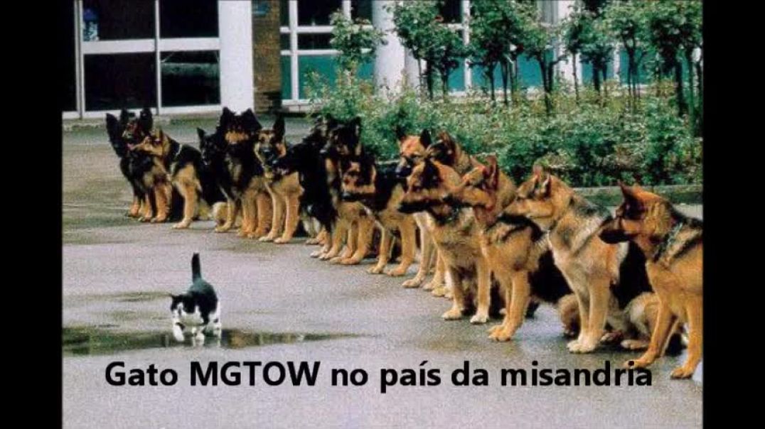 Gato MGTOW no país da misandria (auto-preservação masculina)