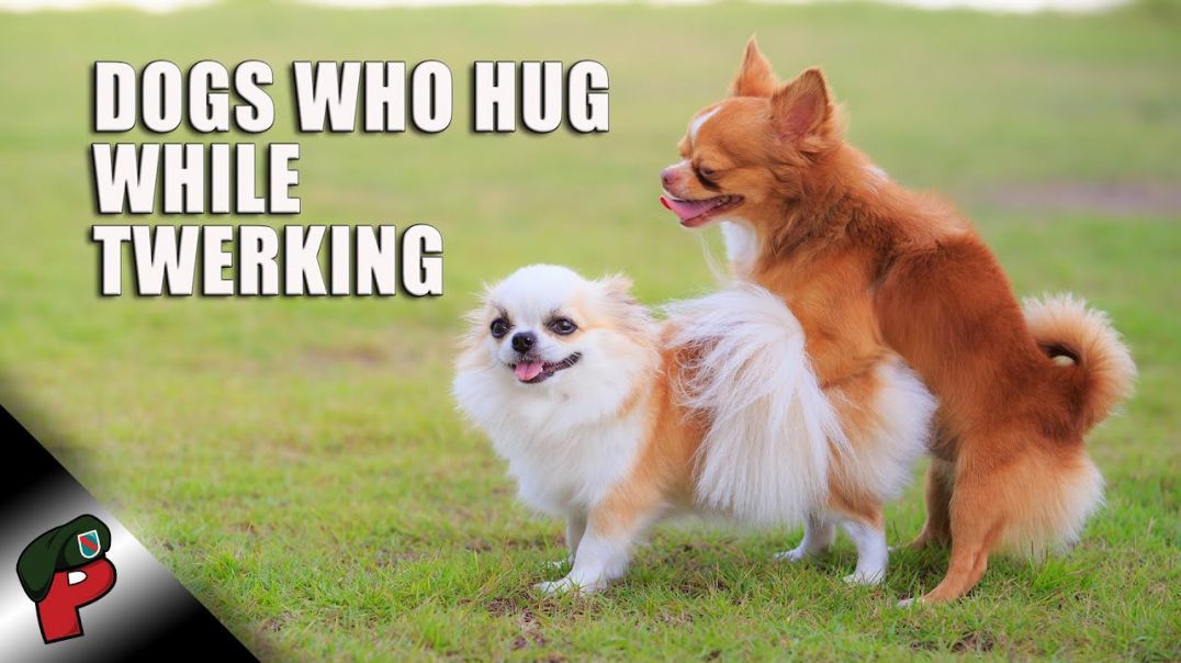 Dogs That Hug While Twerking | Grunt Speak Highlights