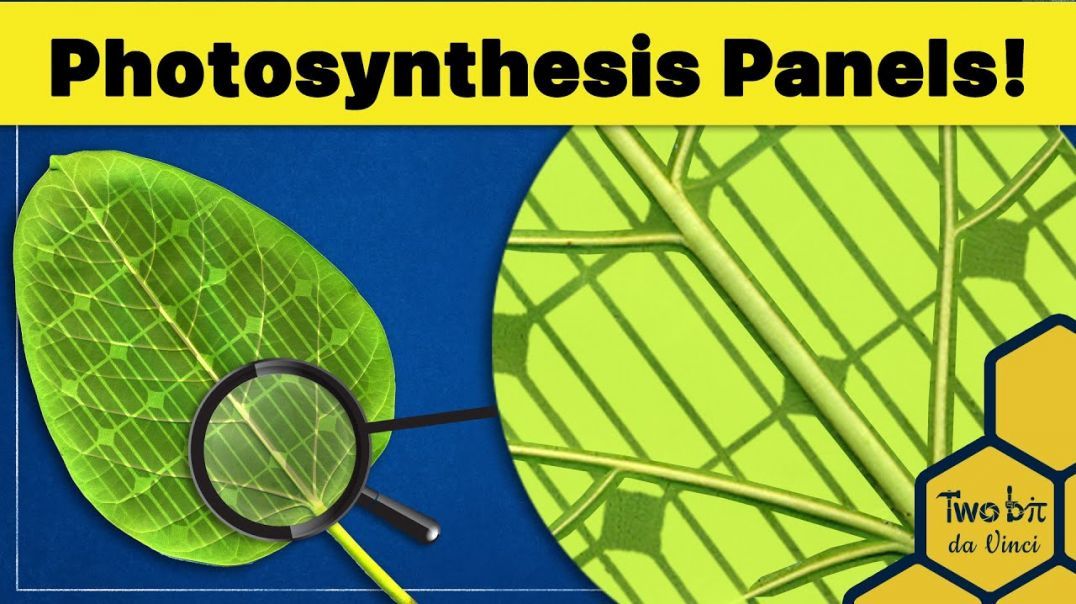 Breakthrough Solar Panels Store Energy Just Like Plants!