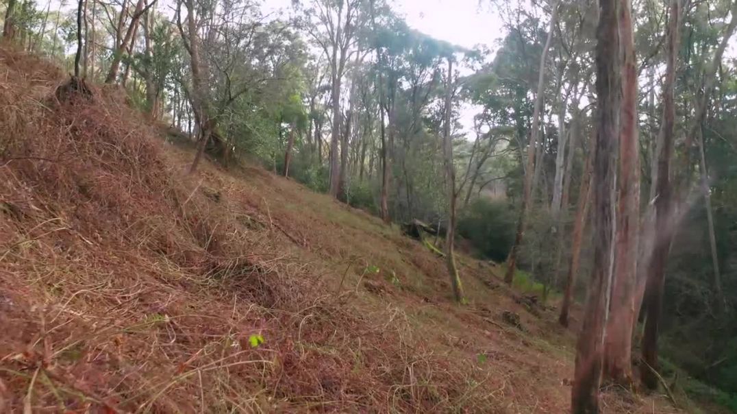 How Goats are Regenerating a Forest and Protecting Daylesford from Bush Fire.