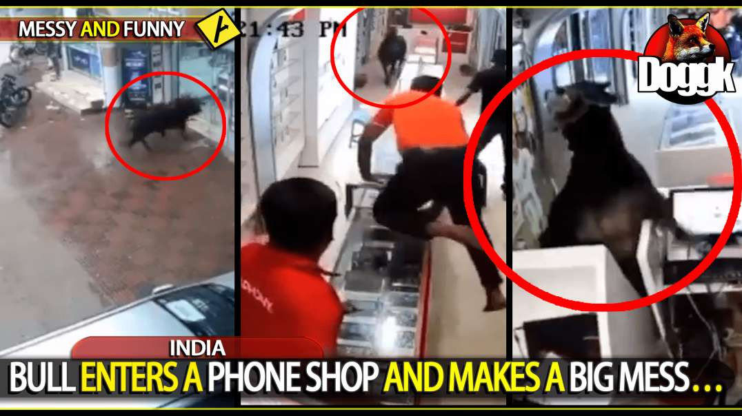 BULL ENTERS A PHONE SHOP AND MAKES A MESS.. (INDIA)