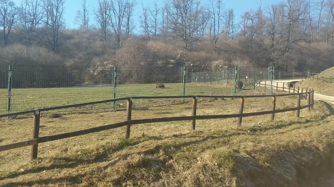 Tour Of Rescued Brown Bears In Rasnov Romania