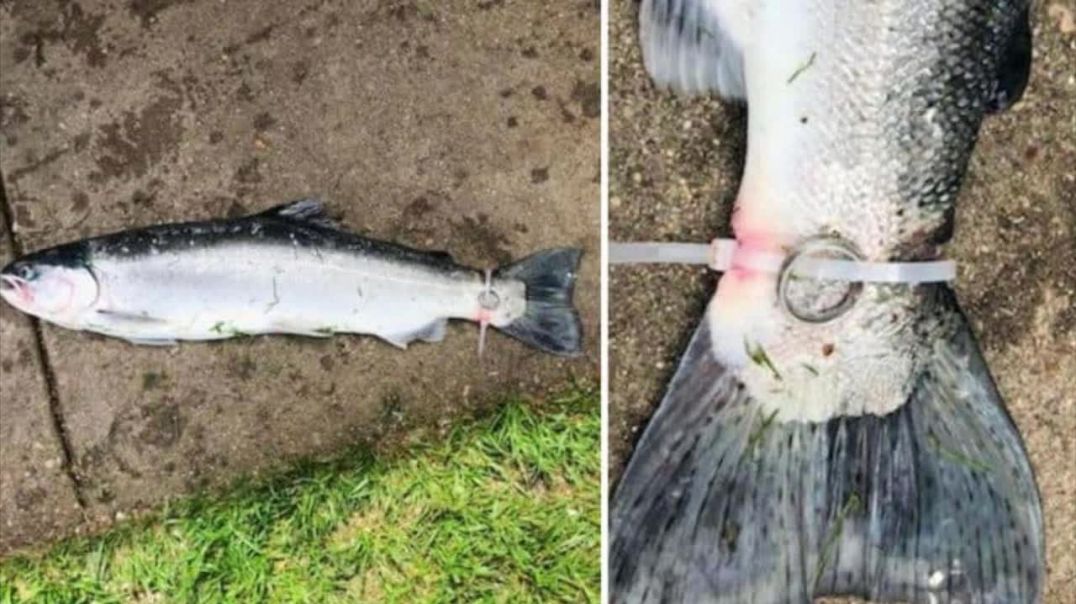 ‘Cursed’ Wedding Ring Found Attached To Fish’s Tail - WD3