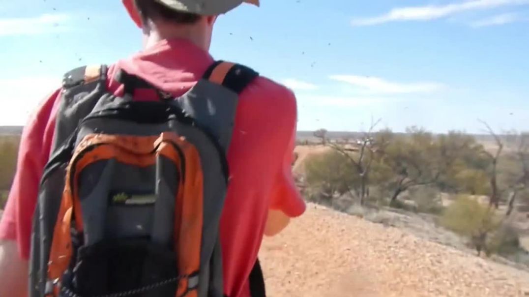 Flies in Australia