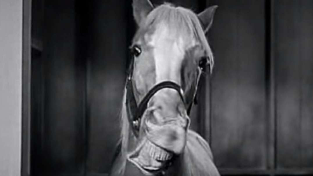 Mister Ed, el caballo que habla (Series Programas y Dibujos de nuestra Infancia) Primera emisión 5 de enero de 1961