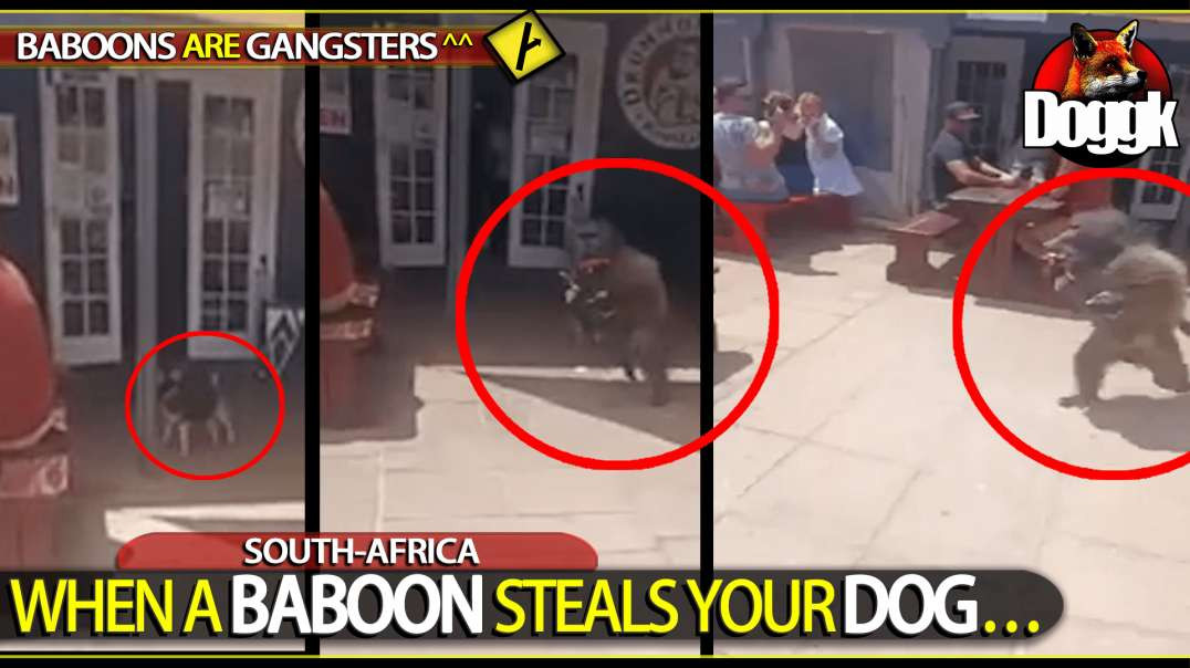 WHEN A BABOON STEALS YOUR DOG.. (SOUTH-AFRICA)