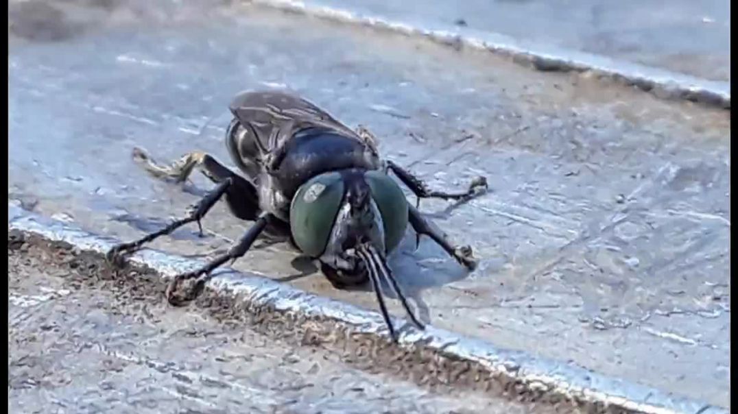 A Sand Wasp of Western Victoria Australia