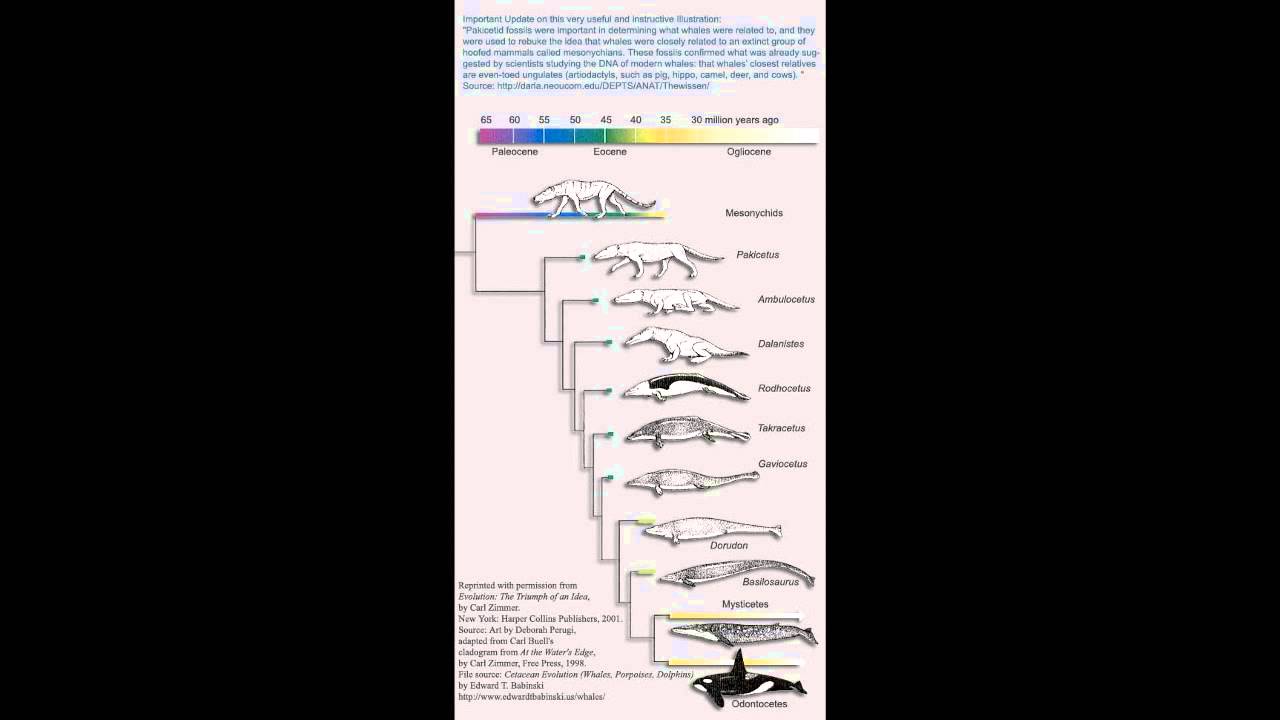 Understanding Biological Precedence