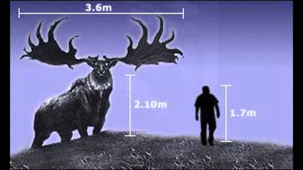 Fisherian Runaway  The Tale of the Irish Elk and the Human Male