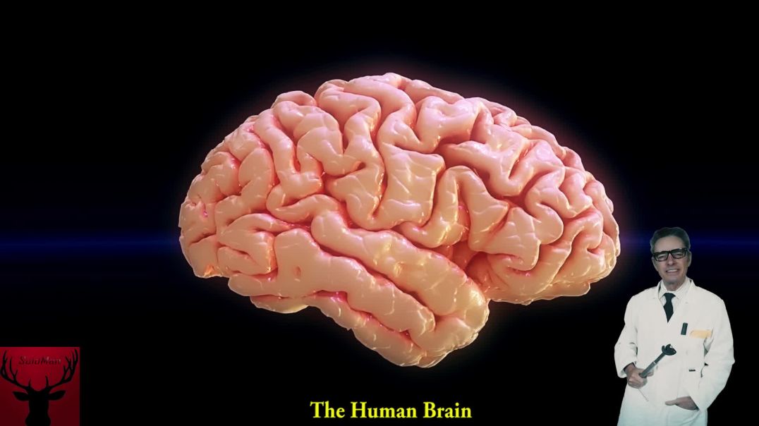 The Human Brain